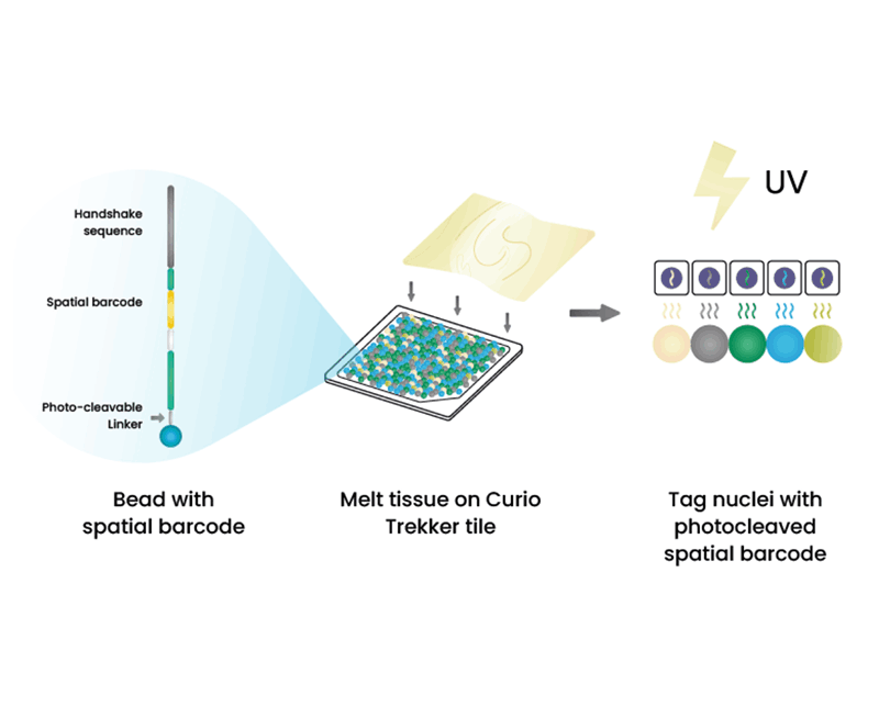 Curio Biosciences